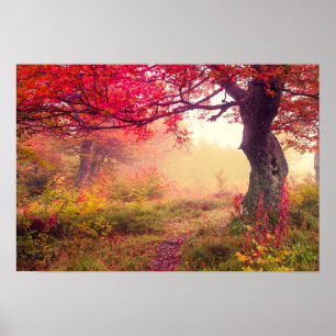 Herrliche Landschaft mit Herbstbäumen im Wald Poster