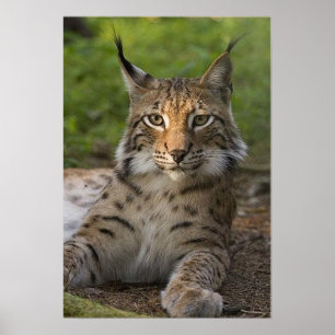 herrliche Luchs-Ruhe Poster