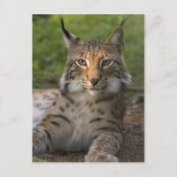 herrliche Luchs-Ruhe