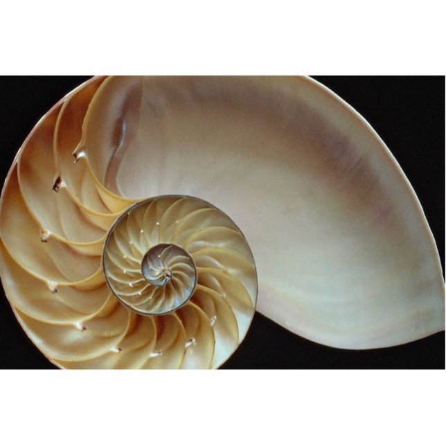 Herrliche Nautilus-Muschel Freistehende Fotoskulptur (Vorne)