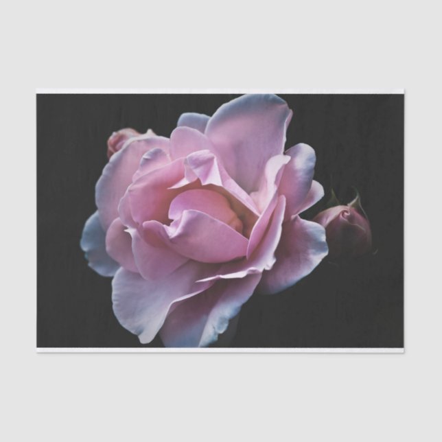 Herrliche rosa Rose auf Schwarzem Seidenpapier (Vorderseite)