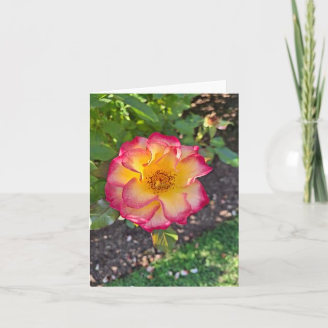 Herrliche rosa Sommerblüte Feiertagskarte (Vorderseite)