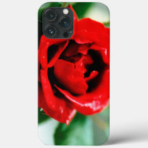Herrliche rote Rose mit Morgentauben