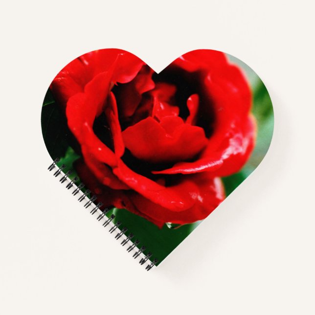 Herrliche rote Rose mit Morgentauben Notizbuch (Vorderseite)