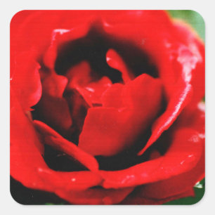 Herrliche rote Rose mit Morgentauben Quadratischer Aufkleber