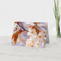 Herrliche Sakura-Blume. Hanami-Frühlingszeit