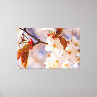 Herrliche Sakura-Blume. Hanami-Frühlingszeit