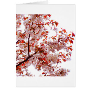 HERRLICHER BLUMENSTRAUSS DER BLÜTE