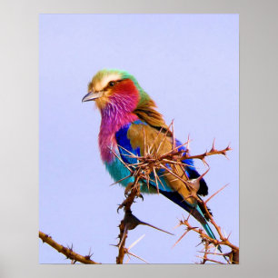 Herrlicher Flieder-Breasted Rollen-Afrikaner-Vogel Poster