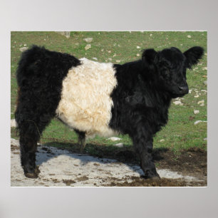 Herrlicher Galloway Steer Cutout Beltie Farm Poster