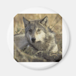 Herrlicher grauer Wolf Magnet