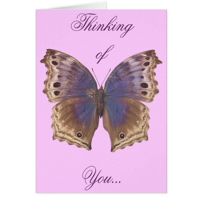 Herrlicher lila Schmetterling (Vorne)