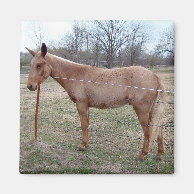Herrlicher Mule! Magnet (Vorne)
