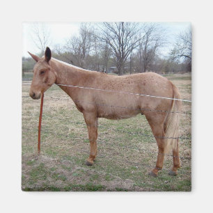 Herrlicher Mule! Magnet