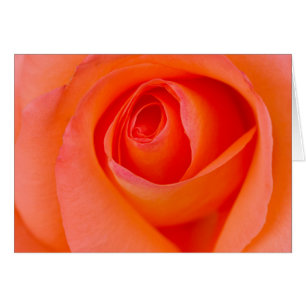 Herrlicher Orange Rose Bud