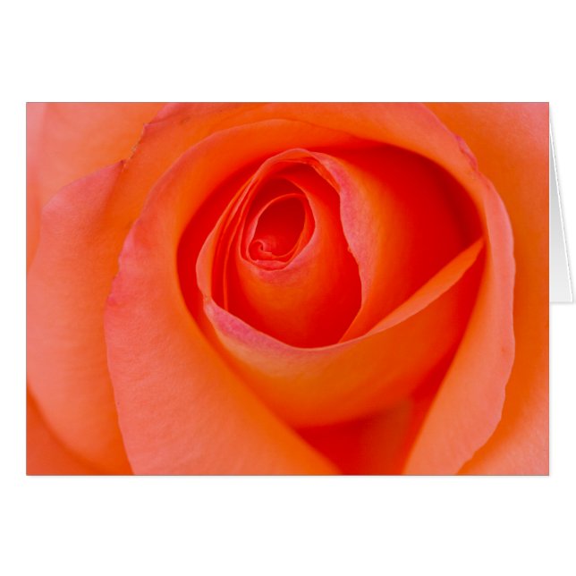 Herrlicher Orange Rose Bud (Vorderseite (Horizontal))