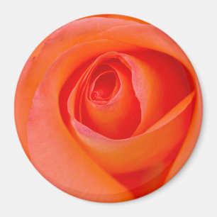 Herrlicher Orange Rose Bud Magnet