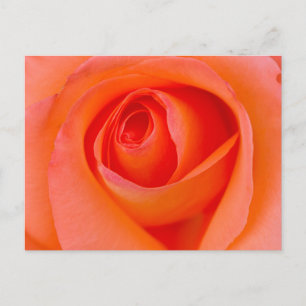 Herrlicher Orange Rose Bud Postkarte