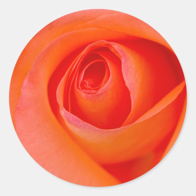 Herrlicher Orange Rose Bud Runder Aufkleber (Vorderseite)