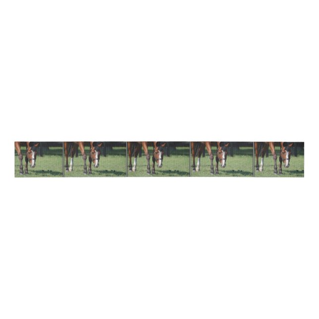 Herrlicher Quarterhorse Ripsband (Vorderseite)