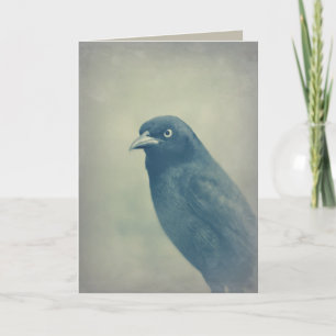 Herrliches Raben-Foto Karte