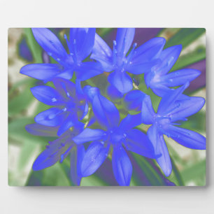 Herrlichkeit der schneefluoreszierenden blauen Pla Fotoplatte