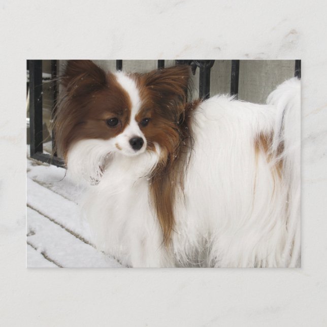 Hershey Kiss Hero Kennel Merchandise Postkarte (Vorderseite)