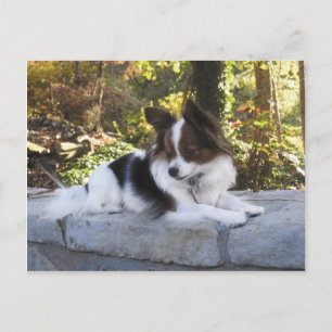 Hershey Kiss Hero Kennel Merchandise Postkarte