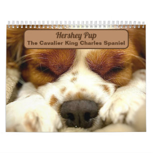 Hershey Pup Niedlich Cavalier King Charles Calenda Kalender