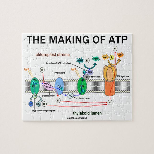 Herstellung der fotosynthetischen ATP-Einstellung Puzzle (Horizontal)