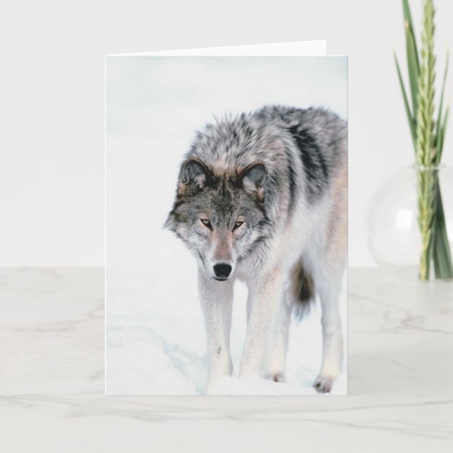 Herumstreichender Wolf Karte (Vorderseite)