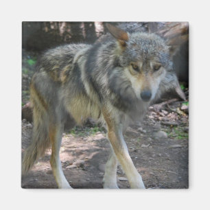 Herumstreichender Wolf-Magnet Magnet