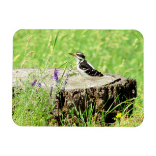 Herunter Woodpecker auf Baumstumpf Magnet