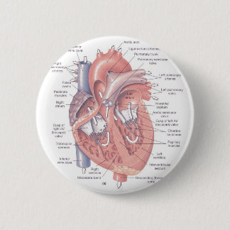Herz-Anatomie Button