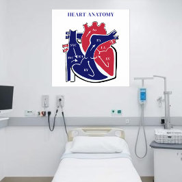 Herz Anatomie- Poster