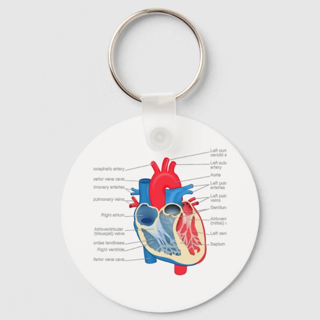 Herz_Anatomie Schlüsselanhänger (Vorderseite)