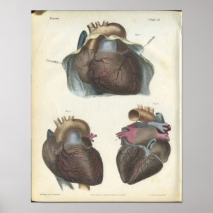 Herz Anatomie Vintage-Druck Poster