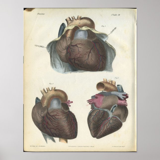 Herz Anatomie Vintage-Druck Poster (Vorne)