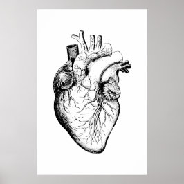 Herz Anatomy Illustration Poster