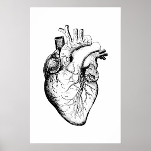Herz Anatomy Illustration Poster