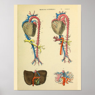 Herz Aorta Vintage Anatomie Kunst Druck Poster