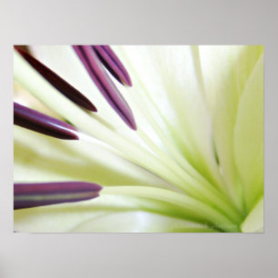 Herz der Lilien-Kunst-Blumenphotographie Poster