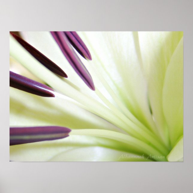 Herz der Lily Fine Art Floral Fotografie Poster (Vorne)