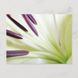 Herz der Lily Fine Art Floral Fotografie Postkarte