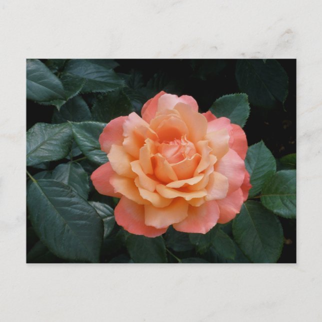 Herz des Goldes Postkarte (Vorderseite)