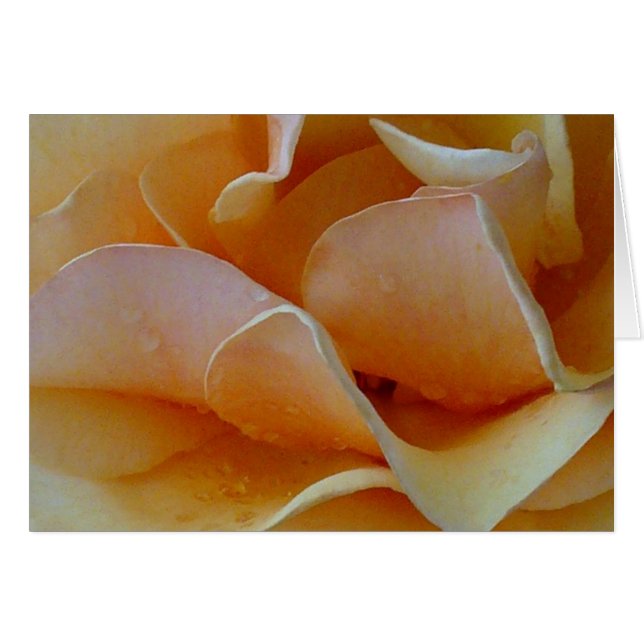 Herz einer Rose (Vorderseite (Horizontal))