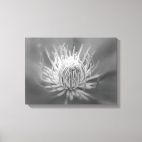 Herz eines Roten Clematis - Schwarz-Weiß-Foto