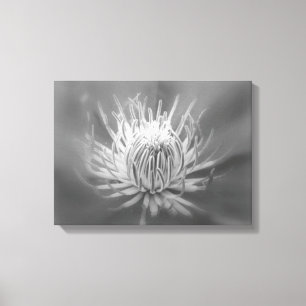 Herz eines Roten Clematis - Schwarz-Weiß-Foto Leinwanddruck