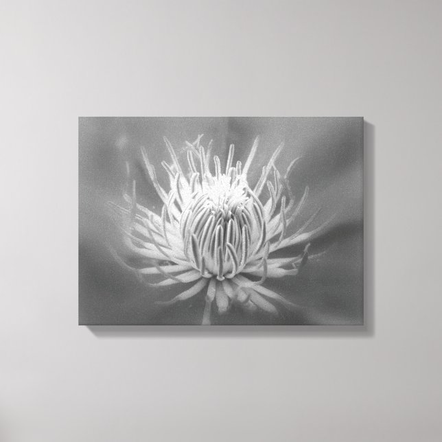 Herz eines Roten Clematis - Schwarz-Weiß-Foto Leinwanddruck (Vorderseite)