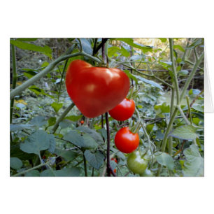 Herz-geformte Tomate keine Mitteilung